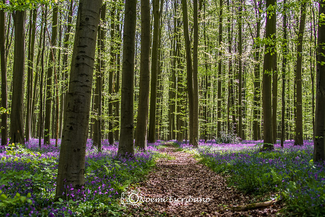 Bosque en Halle