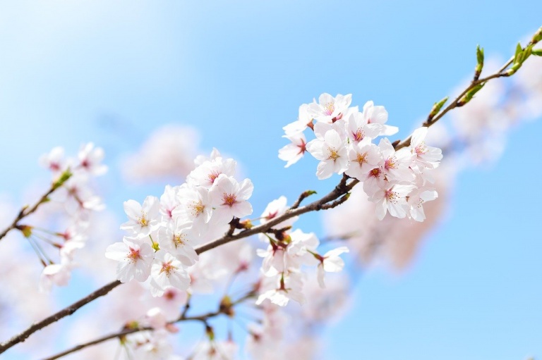 Primavera en Japón