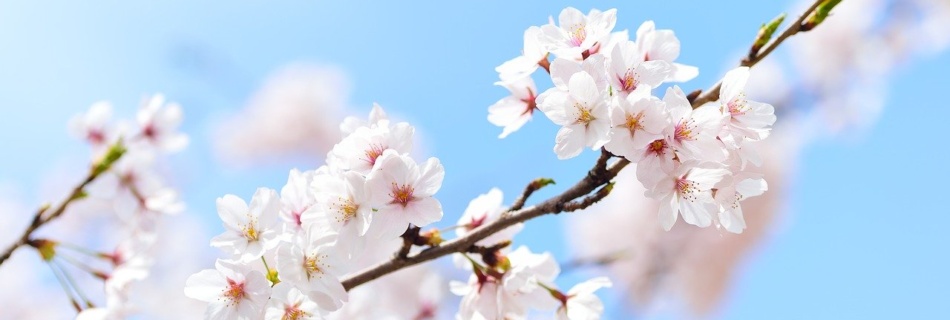 Primavera en Japón